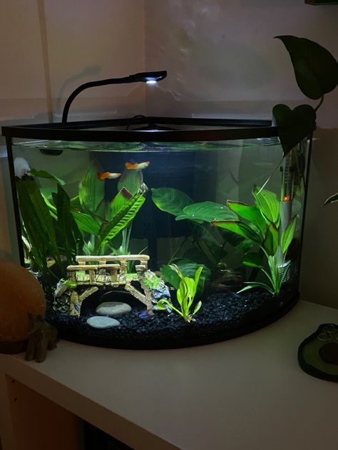 Buddah Theme Fish Tank, Berta Fish Tank Ideas, 25 Gallon Fish Tank Ideas, Betta Fish Tank Ideas 5 Gallon, Small Fish Tank Ideas, Corner Fish Tank, Aesthetic Fish Tank Ideas, Fish Tank Aesthetic, Betta Fish Tank Ideas