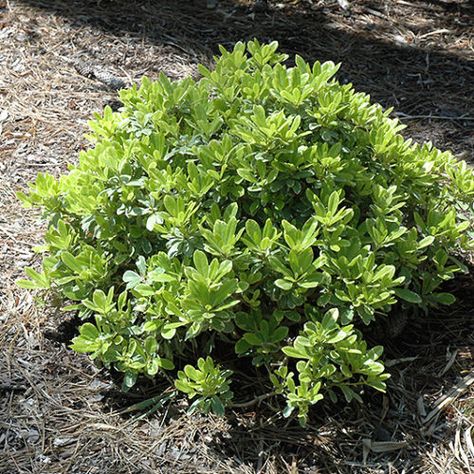 NP:Mojo® Dwarf Mock Orange Japanese Pittosporum, Mock Orange Shrub, Pittosporum Tobira, Bed Plants, Front Flower Bed, Landscape Composition, Texas Native Plants, Flower Bed Plants, Plants Vines