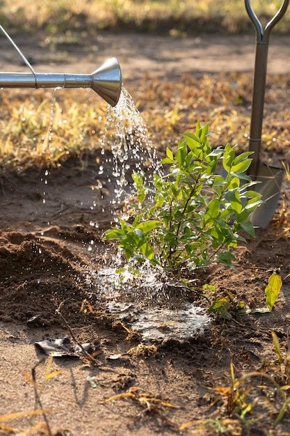 Watering Flowers Aesthetic, Watering Garden, Watering Flowers, Watering Plants, Water Plants Aesthetic, Watering Plants Aesthetic, Water And Plants Aesthetic, Watering Plants Photography, Person Watering Plants