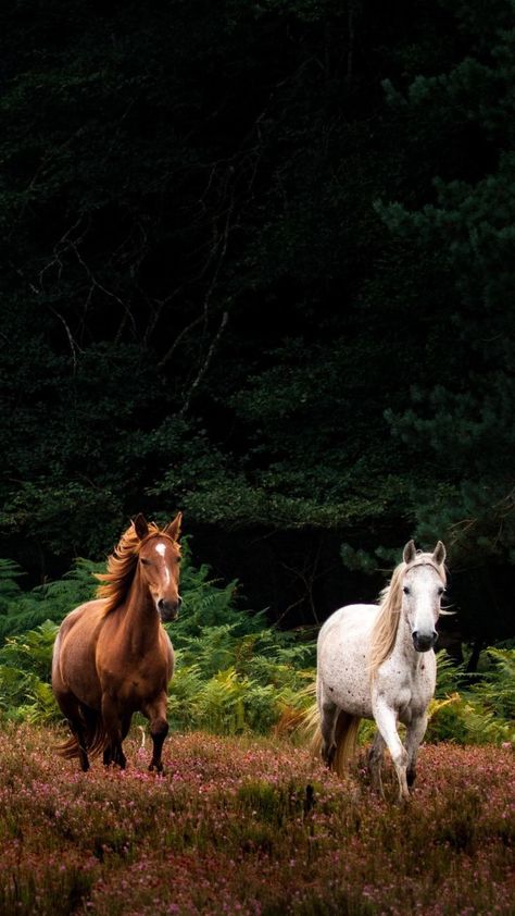 Paintings Animals, Funny Animal Art, Horse Riding Aesthetic, Drawing Bird, Cute Horse Pictures, Cowgirl And Horse, Animal Print Wallpaper, Horse Aesthetic, Majestic Horse