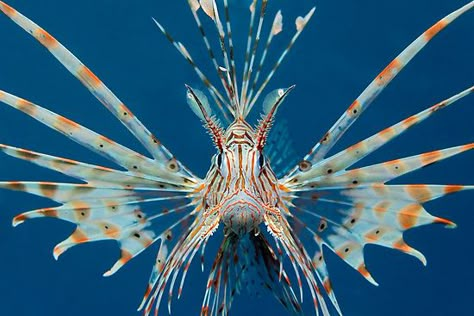 Threatening Gesture by Norbert Probst Hashemite Kingdom Of Jordan, Kingdom Of Jordan, Seashells Photography, Sea Mammal, Deep Sea Creatures, Cute Small Animals, Lion Fish, Underwater Creatures, Jordan Red