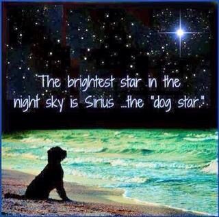 Siris, the brightest star in the sky The Dog Star, Dog Rules, Bright Stars, Animal Quotes, Pet Loss, Black Dog, Dog Quotes, Mans Best Friend, I Love Dogs