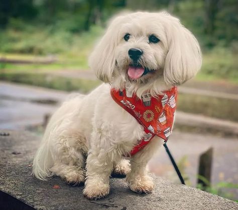 Top Cavachon Haircuts (With Pictures) & DIY Grooming Tips – HairstyleCamp Cavachon Grooming Styles, Dog Grooming Styles, Dog At Home, Grooming Style, Grooming Tips, Dog Grooming, You Can Do, Long Hair, The Face