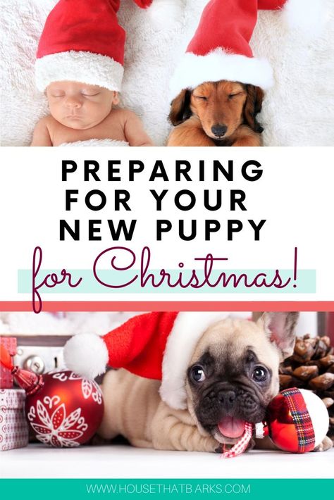 Preparing for your new puppy for Christmas. #dogs, #animals, Dogs at Christmas, #christmas puppies How To Give A Puppy For Christmas, Christmas Puppy Surprise, Puppy For Christmas Surprise, Surprise Puppy Reveal, Dogs At Christmas, Puppy For Christmas, Puppy Announcement, Puppy Essentials, Christmas Puppies