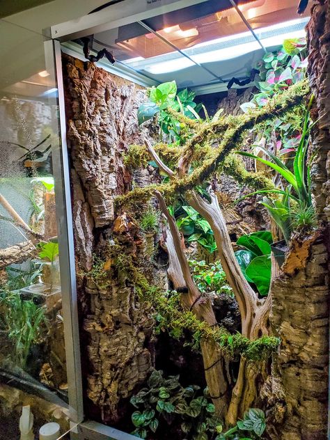 Crested Gecko Diy Decor, Snake Tanks Terrariums, Crested Gecko Habitat Terrariums, Bioactive Terrarium Crested Gecko, Bioactive Vivarium Gargoyle Gecko, Giant Day Gecko Terrarium, Day Gecko Enclosure, Emerald Tree Boa Enclosure, Leachianus Gecko Enclosure