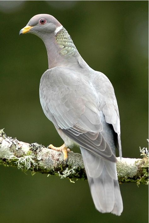 Band-tailed Pigeons;   Band-tailed Pigeons are one of the most common wild pigeon. They are native to North America and the Pacific Coast. these pigeons have a long, gray banded tail and also a white band and iridescent patch at the nape of the neck. Band-tailed Pigeons are 14 to 18 inches long with a bright yellow beak and feet... Types Of Pigeons, Band Tailed Pigeon, Cat Diseases, Dove Pigeon, Fancy Rat, Flying Squirrel, Sea Gull, Sugar Glider, Backyard Birds