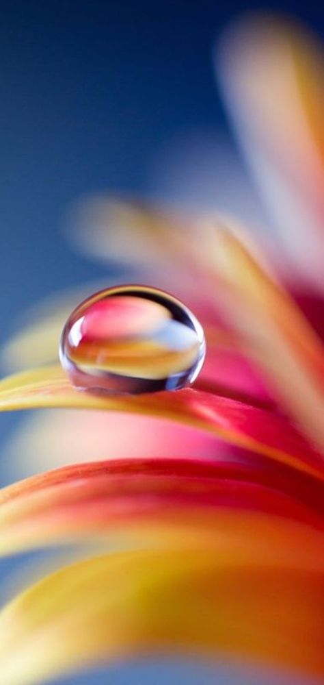 Painting Water Droplets, Wallpaper Design For Phone, Water Droplets Photography, Dew Drop Photography, Water Drop Photography, Macro Photography Nature, Photography Ideas At Home, Beautiful Summer Wallpaper, Mountain Landscape Photography