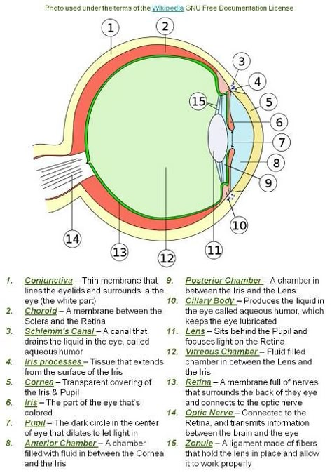 Parts Of The Eye And Functions, Structure Of Eye Notes, Opthalmic Technician, Cell Biology Notes, Optician Training, Uni Notes, Optometry Education, Eye Health Remedies, Vet Technician