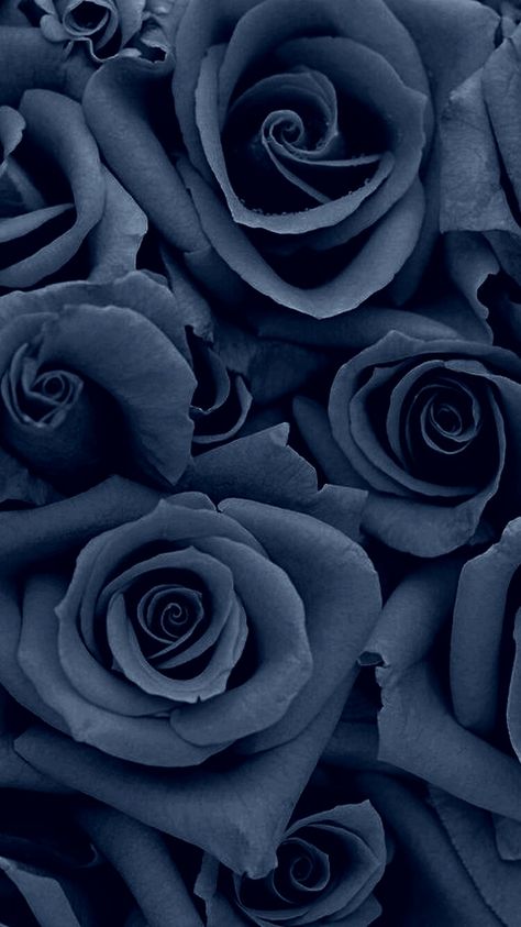 Denim colored Rose Wallpaper Mawar, Flor Iphone Wallpaper, Rose Background, 背景 シンプル, Art Wallpaper Iphone, Flower Phone Wallpaper, Rose Wallpaper, Blue Roses, Cellphone Wallpaper