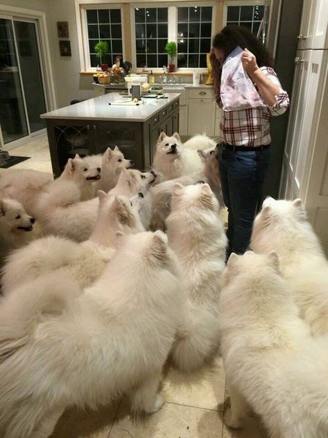 And this insanely fluffy family. | 27 Samoyeds For Anyone Who Needs A Little Fluff Samoyed Dogs, Dog Signs, White Dogs, Newfoundland, Funny Animal Pictures, Dog Memes, Siberian Husky, Great Dane, Doberman