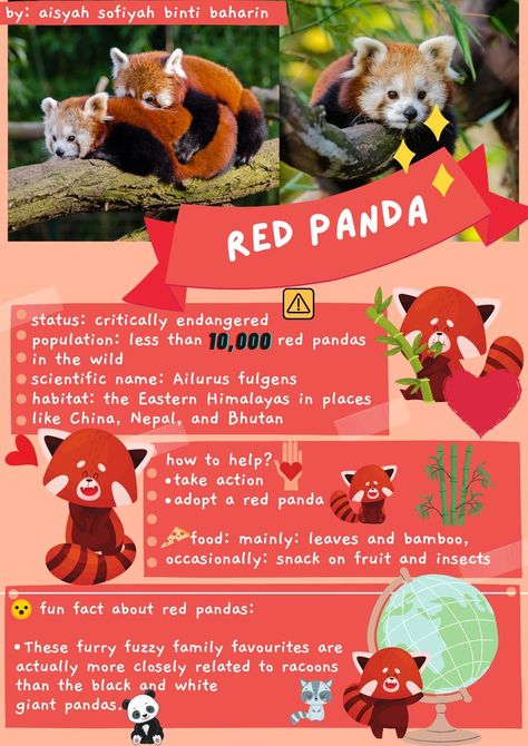 facts about red pandas Endangered Animals Project, Panda Birthday Theme, Pictures Of Red, Panda Habitat, Inspirational Animal Quotes, Panda Food, Panda Facts, Panda Names, Animals Name In English