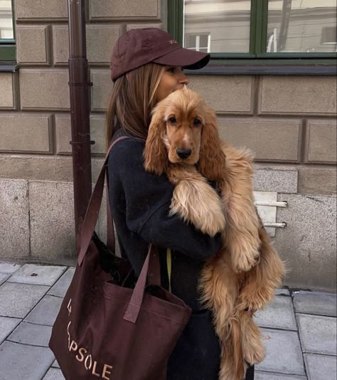 Emelie Lindmark, Golden Cocker Spaniel, Cocker Spaniel Puppies, Cocker Spaniel Dog, English Cocker, Cocker Spaniels, Spaniel Puppies, Spaniel Dog, Labradoodle