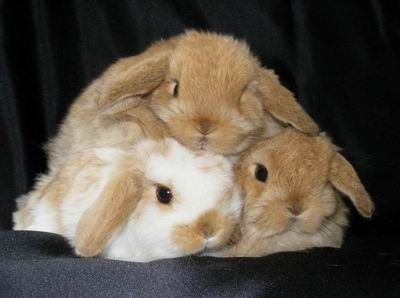 more the merrier! Two Rabbits, Cute Bunny Pictures, Bunny Slippers, Pet Bunny, Bunny Pictures, Funny Bunnies, Cute Animal Photos, Baby Bunnies