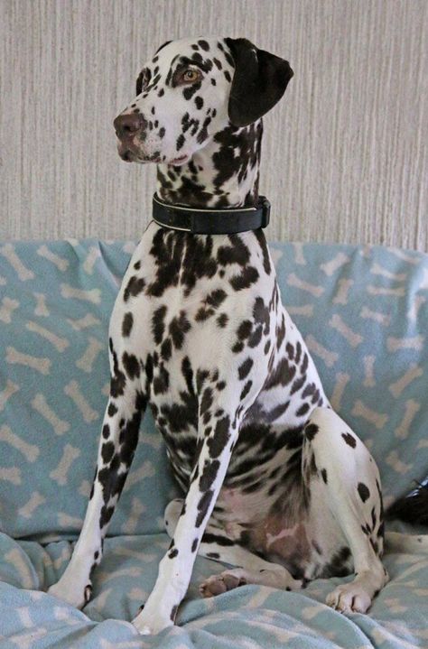 Dalmatian Mix, Dog 101, Labrador Dogs, Dalmatian Puppy, Dalmatian Dog, Dalmatian Dogs, Toy Dog, Labrador Dog, Beautiful Dogs