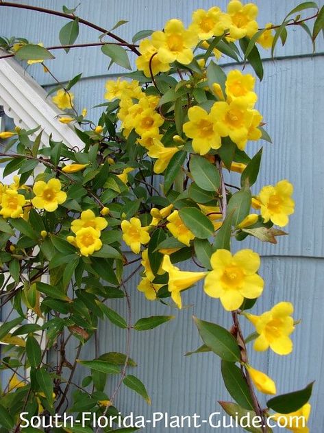 Yellow Jasmine Flower, Carolina Jessamine, Yellow Jessamine, Carolina Jasmine, Yellow Jasmine, Snow Birds, Florida Flowers, Dream Backyard Garden, Long Blooming Perennials