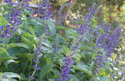 Mealy Blue Sage | Central Texas Gardener Texas Sage, Butterfly Plant, Drought Resistant Plants, Sage Blue, Blue Sage, Front Landscaping, Drought Resistant, Master Gardener, Rain Garden