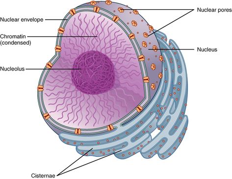 The nucleolus is the central portion of the cell nucleus and consists of RNA. Its main role is RIBOSOME BIOGENESIS. (also occurs in Cytoplasm; where most cellular activities such as metabolic pathways including glycolysis, and cell division take place.) Animal Cell Drawing, Cardiac Muscle Cell, Nuclear Membrane, Prokaryotic Cell, Plant And Animal Cells, Eukaryotic Cell, Dna Replication, Plasma Membrane, Cellular Respiration