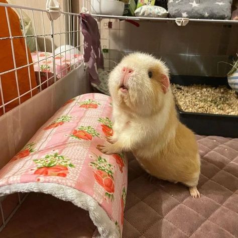 Guniea Pigs Cute, Cute Gunipigs, Gineau Pigs Cute, Cute Guinea Pigs Pictures, Gueina Pigs Aesthetic, Ginne Pig Pets, Gunia Pig Cute, Cute Ginny Pigs, Guniea Pig Aesthetic Cage