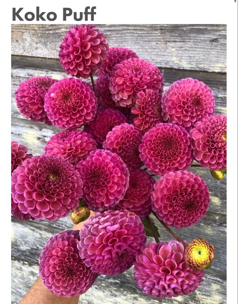 Dahlia Tubers, Cut Flower Garden, The Farmhouse, Flowers Garden, Flower Farm, Cut Flowers, Design Working, Pretty Flowers, In The Garden