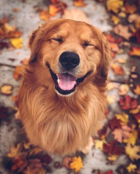 14 Adorable Golden Retrievers To Help Get You Through The Day Kat Diy, Chien Golden Retriever, Golden Retriever Mix, A Golden Retriever, 강아지 그림, Golden Retriever Puppy, Puppies Funny, Retriever Puppy, Dogs Golden Retriever