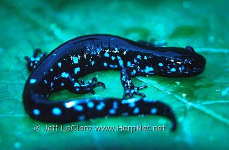 Blue Spotted Salamander, Spotted Salamander, Turtle Frog, Neighborhood Park, Amazing Frog, Store Room, Pond Life, Cute Reptiles, Pet Ideas