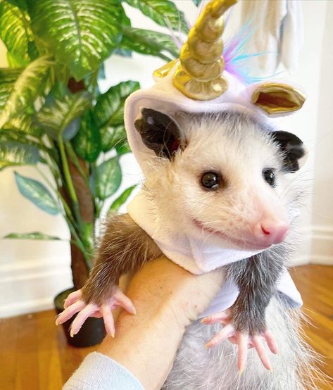 Possum With Fairy Wings, Awesome Possum, Fairy Wings, Gremlins, Animals Of The World, Animal Photo, Cute Funny Animals, Bird Feathers, Beautiful Creatures