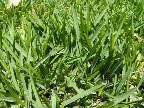 7 Best Grass Types for Tampa, FL - Lawnstarter Kill Grass, Lawn Mowing Business, Grass Types, Bermuda Grass, Perennial Grasses, Types Of Grass, Grass Type, Invasive Plants, Soil Testing