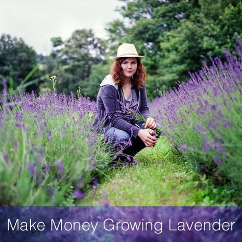 Backyard Lavender, Cash Crops, Farming Tips, Lavender Crafts, Growing Lavender, Cash Crop, Lavender Garden, Lavender Field, Lavender Plant