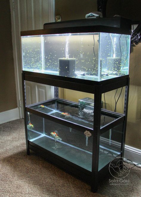 shelving unit from Lowe's that fits two 40 gallon breeder tanks perfectly 40 Gallon Aquarium Stand, Fish Tank Cabinets, Diy Aquarium Stand, Turtle Tank Setup, Aquarium Sump, Turtle Aquarium, Aquarium Stands, Fish Tank Stand, Diy Fish Tank