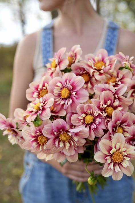 Flowerwell Flower Farm | Dahlia Tuber and Bulb Shop | Flowerwell Bumble Rumble Dahlia, Dahlia Rhubarb And Custard, Dahlia In Garden, Cut Garden Bouquet, Dahlia Floral Arrangements, Dahlia Flower Bouquet, Blush Dahlia, Single Dahlia, Dalia Flower