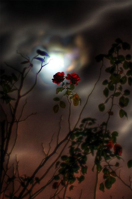 Moon Shoot The Moon, Midnight Garden, Moon Pictures, Beautiful Moon, Alam Yang Indah, Nature Beauty, Pretty Pictures, Full Moon, Beautiful World