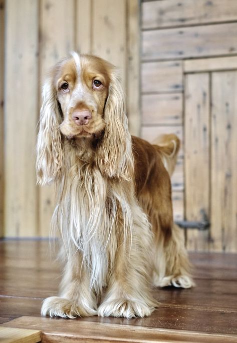 Q&A | What is a sable colour in English cocker spaniels? – PERFECT COCKER SPANIEL Cocker Spaniel Colors, Show Cocker Spaniel, Spaniel Cocker, Mexican Hairless Dog, Hairless Dog, Cocker Spaniel Puppies, Cocker Spaniel Dog, English Cocker, Dog Clothes Patterns