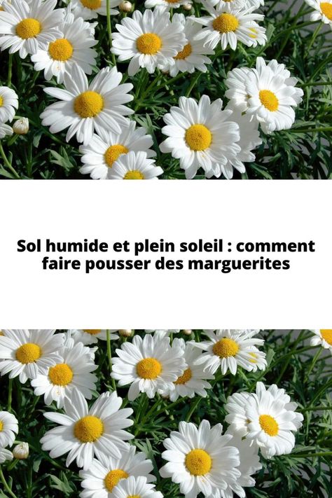 Selon toute vraisemblance, la marguerite est la fleur qui apparaît le plus souvent dans les dessins d’enfants, la plus représentative de la catégorie, et pour cette raison aussi la plus connue. Sa tige est dressée, d’aspect élancé et sinueux, les feuilles plutôt clairsemées, tandis que le « capitule » est jaune et comporte de nombreux pétales blancs r�éunis.