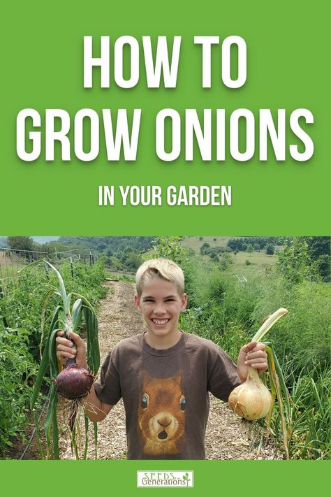 How to Grow Onions in Your Garden Pin 1 Onions From Seed, Planting Onion Sets, Grow Onions, Growing Onions, Planting Onions, Succession Planting, Soil Layers, Spanish Onion, Organic Gardening Tips