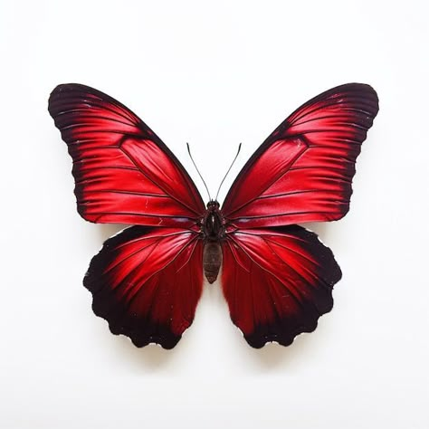 Photo Of Butterfly, Red Butterfly Painting, Red And Black Butterfly, Diy Crafts Butterfly, Photo Butterfly, Butterfly Colors, Red Animals, Unique Butterfly Tattoos, Butterfly Beautiful