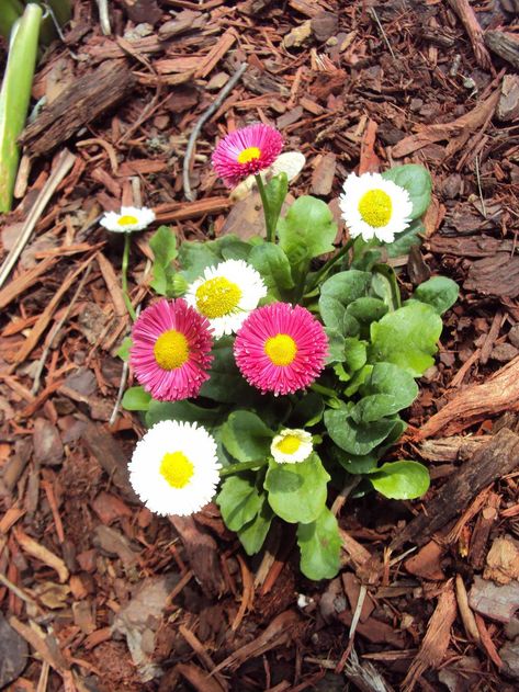 English Daisy Perennials, Full Sun Ground Cover Perennial, Full Sun Ground Cover, Ground House, Shade Flowers Perennial, English Daisy, Partial Sun Perennials, Garden Front Of House, Fall Perennials