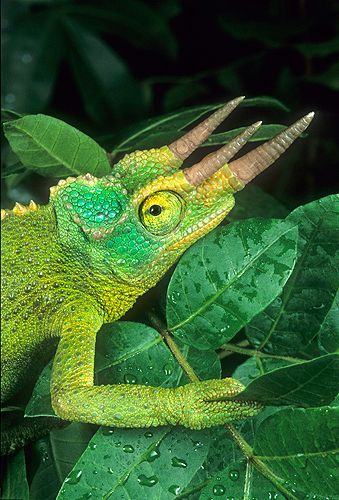 Chameleon Enclosure, Lizard Logo, Best Seller Books, Jackson Chameleon, Chameleon Tattoo, Lizard Tattoo, Chameleon Lizard, Strange Animals, Frog Illustration