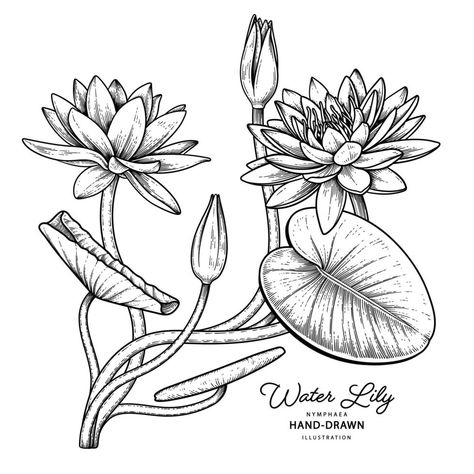 Water lily flower Hand Drawn Sketch Botanical Illustrations vector Lily Pad Drawing, Sketch Botanical, Water Lily Drawing, Lily Illustration, Lily Drawing, Water Lily Tattoos, Water Lily Flower, Lilies Drawing, Plant Sketches