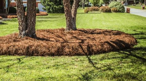 Do Termites Like Pine Straw Mulch? Should You Use It? Pine Straw Around Trees, Pine Straw Landscaping, Pine Straw Mulch, Mulch Yard, Mulch Around Trees, Cypress Mulch, Straw Mulch, Types Of Mulch, Pea Gravel