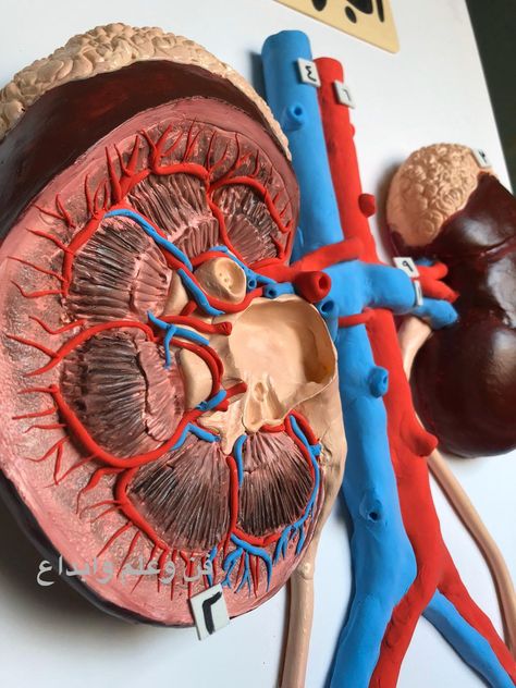 Kidney Clay Model, Human Body Science Projects, Mother And Daughter Drawing, Human Body Projects, Human Body Science, Presentation Ideas For School, Photo Frame Crafts, Science Models, Biology Projects