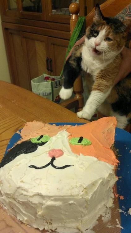 birthday kitten Birthday Cake For Cat, White And Black Cat, Cat Halloween Costume, Cat Cake, Cat Birthday, Silly Cats, Cats Meow, Crazy Cat Lady, Crazy Cats