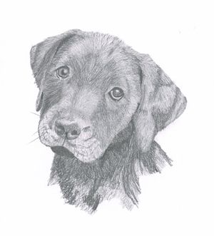 Black labrador puppy sketch Lab Puppy Drawing, Chocolate Lab Drawing Easy, Draw Labrador, Black Lab Puppy Drawing, Labrador Puppy Sketch, Dog Drawing Labrador, Chocolate Lab Drawing, Black Lab Sketch, Black Lab Drawing Pencil