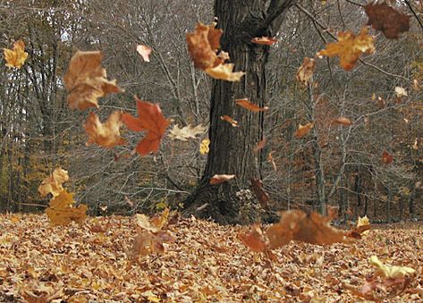 Trees Blowing In The Wind | there s something about seeing the trees swaying in the Kids Yoga Themes, Yoga Themes, Blowin' In The Wind, Windy Weather, Weather Photos, Wind And Rain, Windy Day, Fall Kids, In The Fall