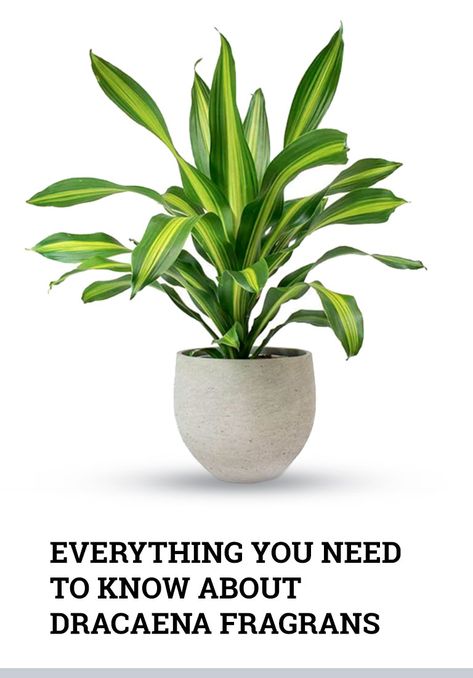 Dracaena Plant Outdoors, Dracaena Plant Care Houseplant, Corn Plant Propagation, Dracena Fragrans, Dracaena Fragrans Plant Care, Dracaena Fragrans, Dracena Plant Care, Corn Plant Indoor Care, Corn Plant Indoor