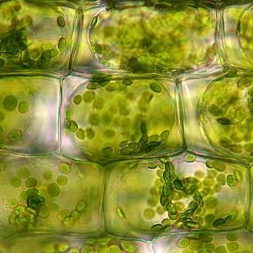 Chartreuse Color | Under a microscope, cell walls are easy to observe. The rectangular ... Plant Cells, Foto Macro, Microscopic Photography, Microscopic Images, Electron Microscope, Plant Cell, Microscopes, Cell Wall, Weird Science