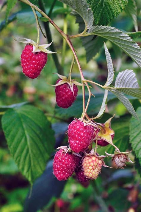 How To Grow Raspberries, Plants Reference, Garden Berries, Grow Raspberries, Pruning Raspberries, Raspberry Leaves, Growing Food Indoors, Raspberry Bush, Growing Raspberries