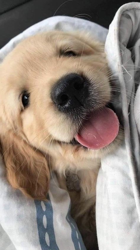 Cute Dogs Images, Very Cute Puppies, Really Cute Puppies, Super Cute Puppies, Cute Animals Puppies, Very Cute Dogs, Cute Dog Pictures, Really Cute Dogs