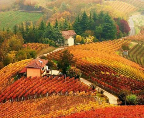 ::: Wine country, Piedmont Italy ::: Autumn In Italy, Tuscany Italy, Wine Country, Dracula, Italy Travel, Beautiful World, Wonders Of The World, Tuscany, Romania