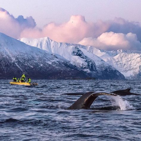 Norway Whales, Iceland Moodboard, Norway Girls, Scandi Winter, Fin Whale, Tromso Norway, Ocean Heart, Norway Travel, Oceanography