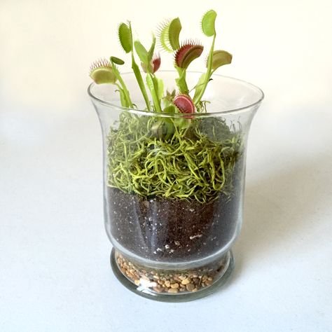 Venus Fly Trap Terrarium, Mini Backyard, Venus Flytrap Plant, Carnivorous Plants Terrarium, Terrariums Diy, Terrarium Kit, Open Terrariums, Bog Garden, Venus Flytrap